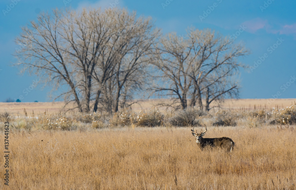 White-tailed Deer and Cottonwood Tree Background