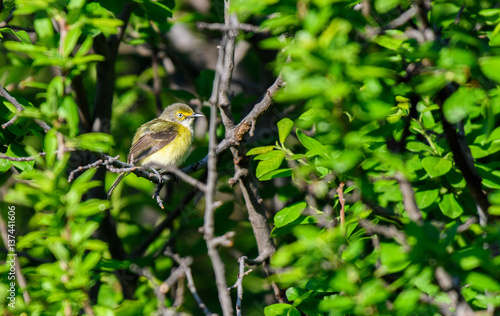 White-eyed Vireo on a Spring Morning photo