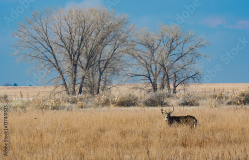 White-tailed Deer and Cottonwood Tree Background © Kerry Hargrove
