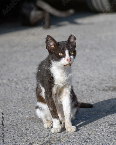 Fototapeta Naklejka Na Ścianę i Meble -  Street sick black and white cat portrait at Crete, Greece.