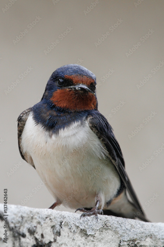 Naklejka premium Swallow