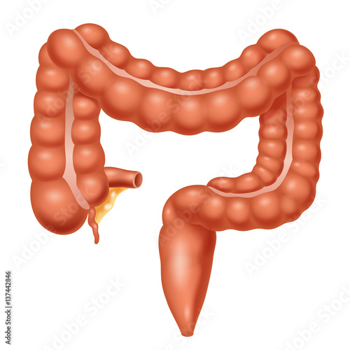 Human Anatomy. Large Intestine. Vector illustration