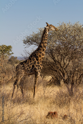 Giraffe  Madikwe Game Reserve