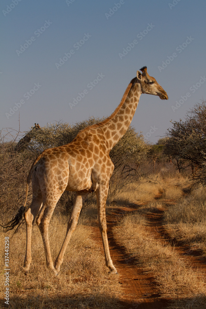 Fototapeta premium Giraffe, Madikwe Game Reserve