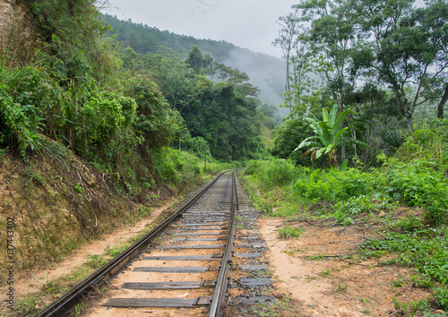 railway tracks in jungle