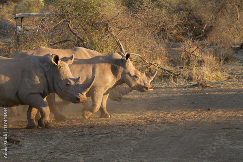 White Rhino, Madikwe Game Reserve photo