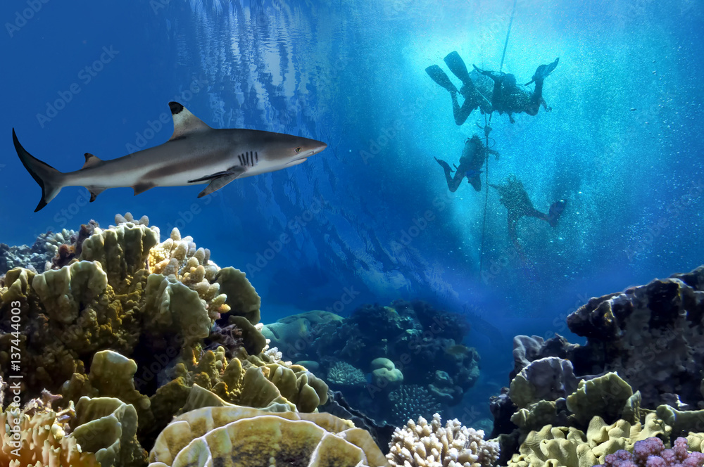 Obraz premium Lemon Shark i Scuba Divers