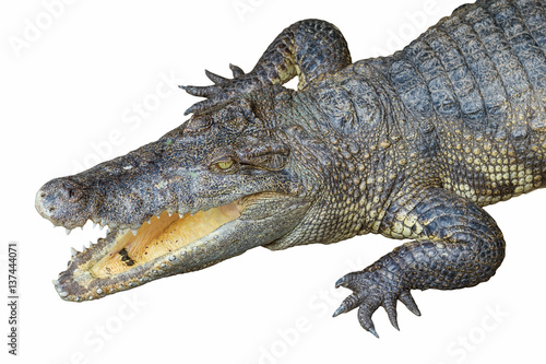 Crocodile head with open jaws isolated on white background.