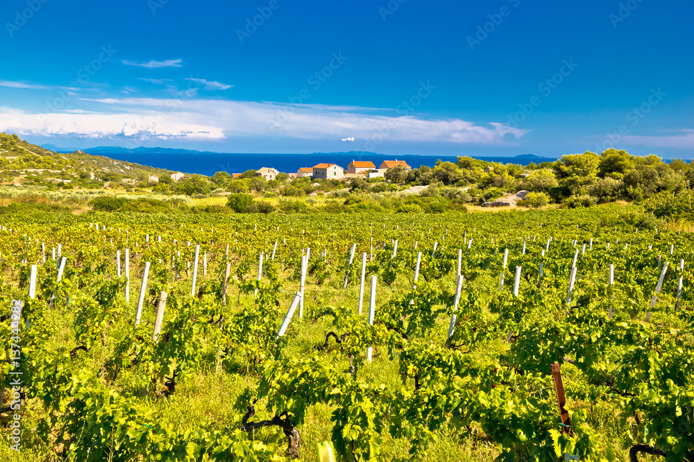 Island of Vis vineyards panorama