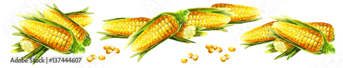 Corn panoramic horizontal image. Watercolor