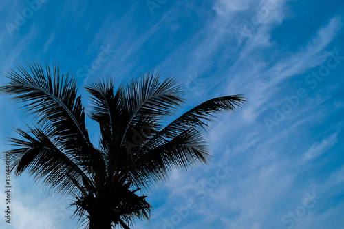 one tree background blue sky