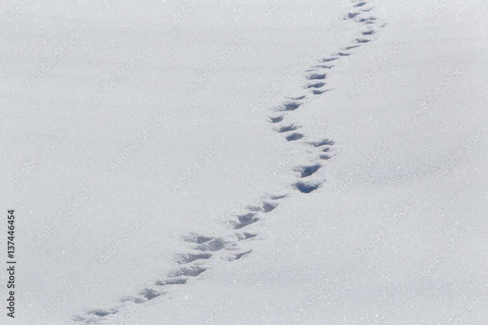 landscape with footsteps on snow landscape with footsteps on snow