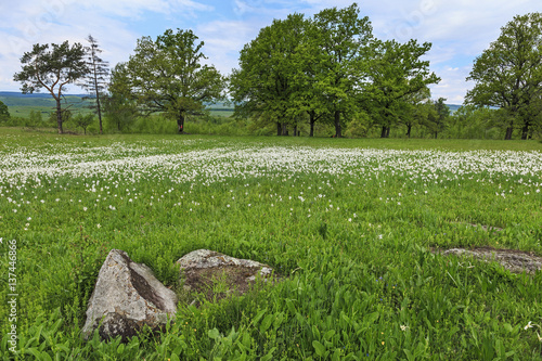 Field of white daffodils