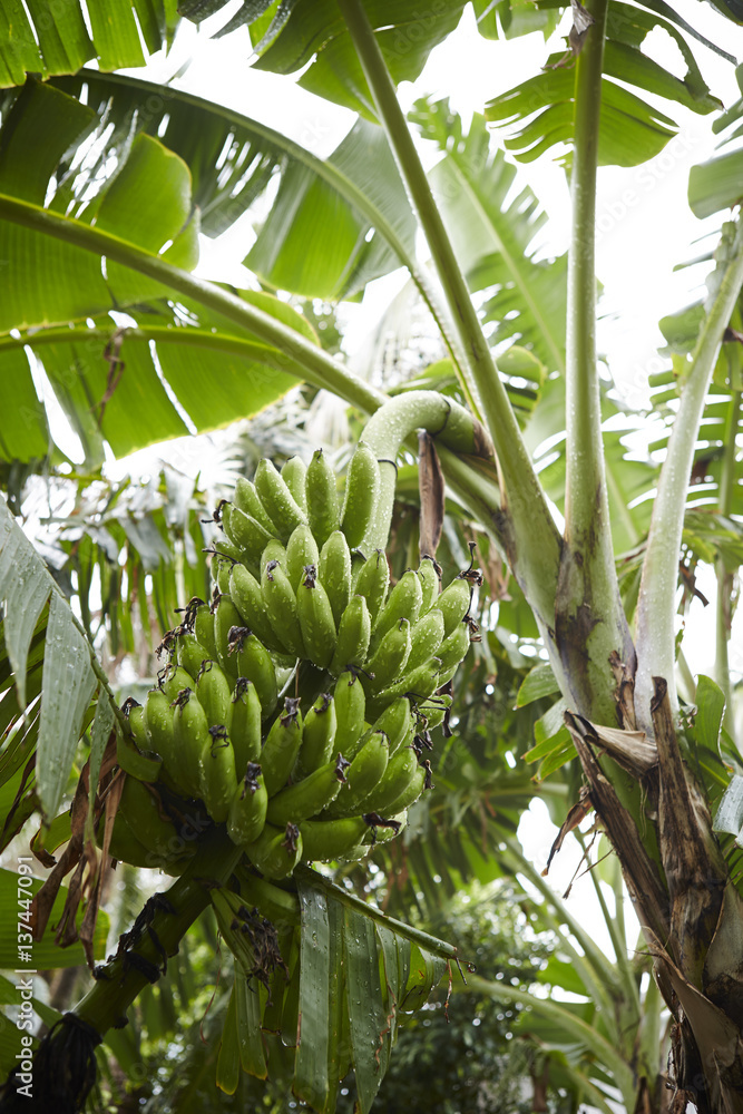 Obraz premium Banana tree 