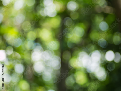 Natural green blurred bokeh background.