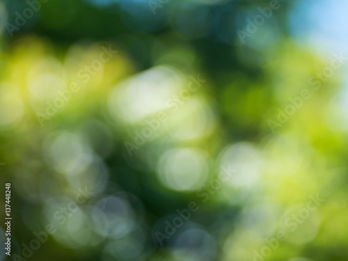 Natural green blurred bokeh background.