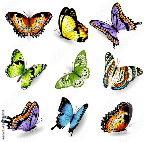 Vector color butterfly illustrations