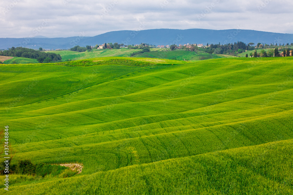 summer rural landscape with wavy hills in Tuscany