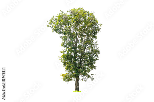 Tree isolated on white background with clipping path.
