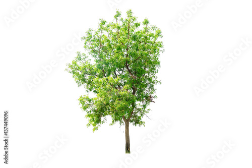 Tree isolated on white background with clipping path.