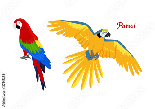 Fotografie, Obraz Ara parrot flat design vector illustration