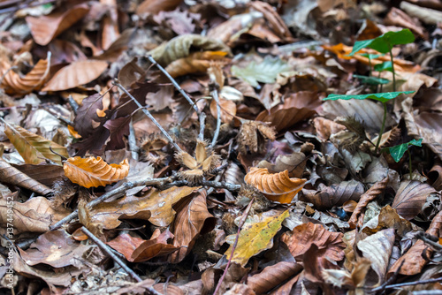 Forest in autumn with leaves fallen on the ground.