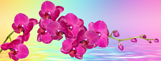Leinwandbilder Rosa Colorful bright orchid flowers on a background of the summer landscape.  © alenalihacheva
