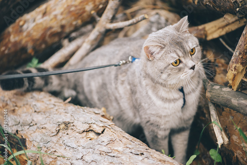 Foto Adorable little baby scottish straight cat having a stroll outdoors wearing a ca