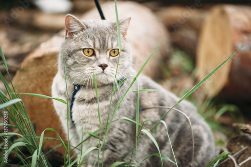 Foto Adorable little baby scottish straight cat having a stroll outdoors wearing a ca