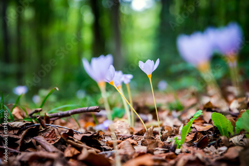 Violet Colchicum autumnale (autumn crocus, meadow saffron, naked lady) with green blurry forest background. Autumn leaves on the ground.