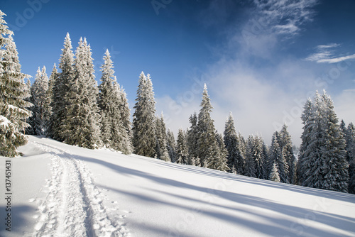 Forest trail in winter © Jaroslav Moravcik