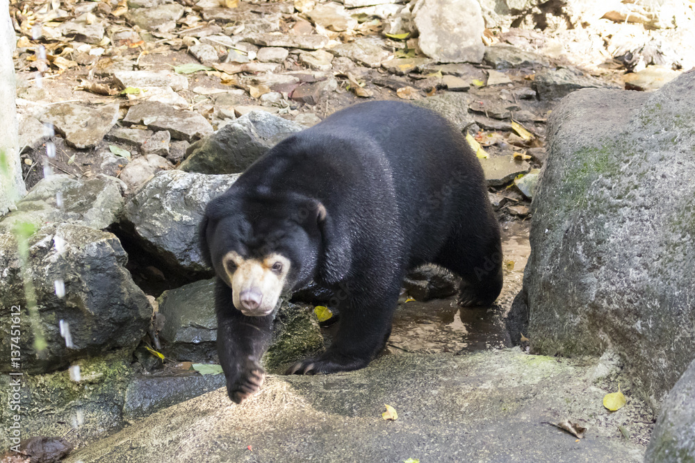 Fototapeta premium Image of a malayan sun bear. Wild Animals.
