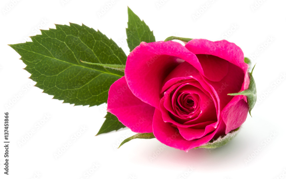 Fototapeta premium pink rose flower head isolated on white background cutout