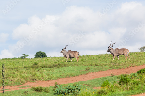Buck Kudu Wildlife Animal Walking Grassland © ChrisVanLennepPhoto