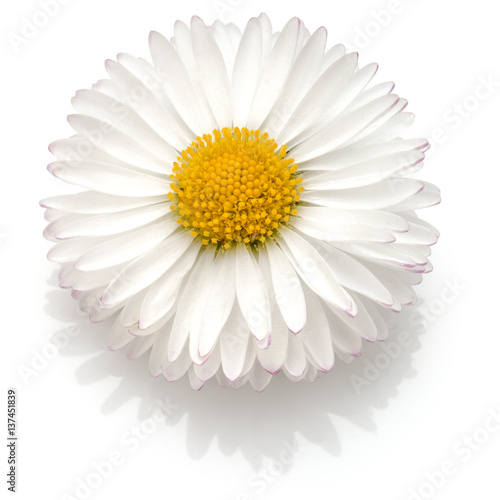 Beautiful single daisy flower isolated on white background cutout