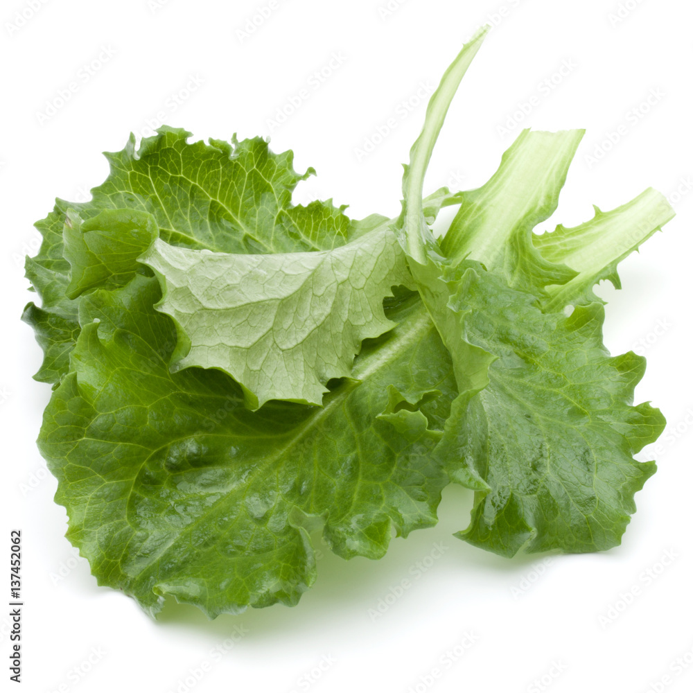 Close up studio shot of fresh green endive salad leaf isolated on white background. Close up studio shot of fresh green endive salad leaf isolated on white background.