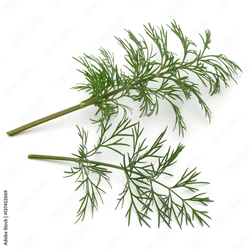Close up shot of branch of fresh green dill herb leaves isolated on white background Close up shot of branch of fresh green dill herb leaves isolated on white background
