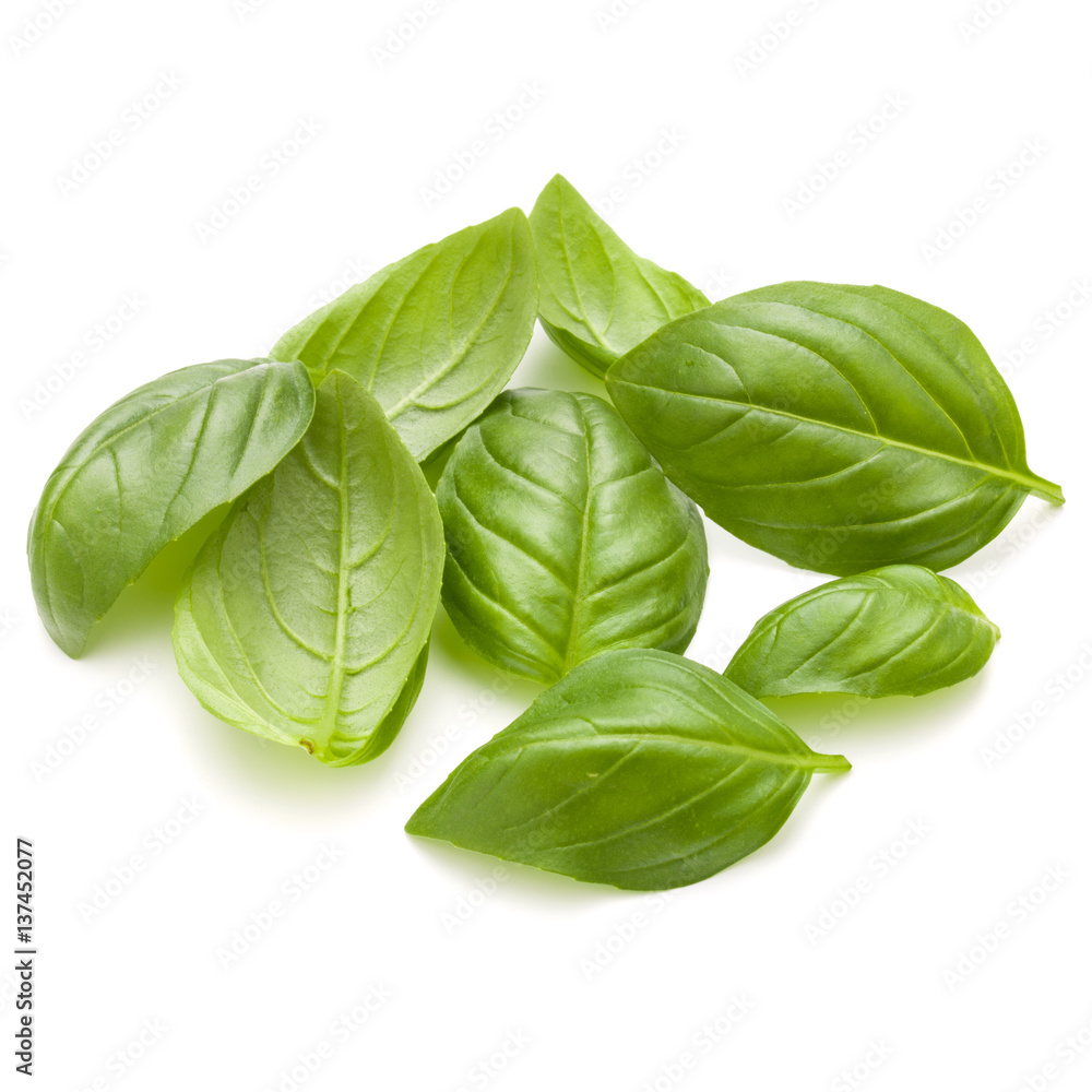 Fototapeta premium Sweet basil herb leaves handful isolated on white background closeup
