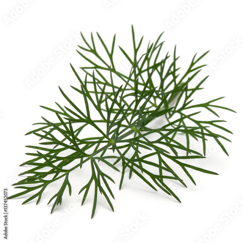 Close up shot of branch of fresh green dill herb leaves isolated on white background © Natika