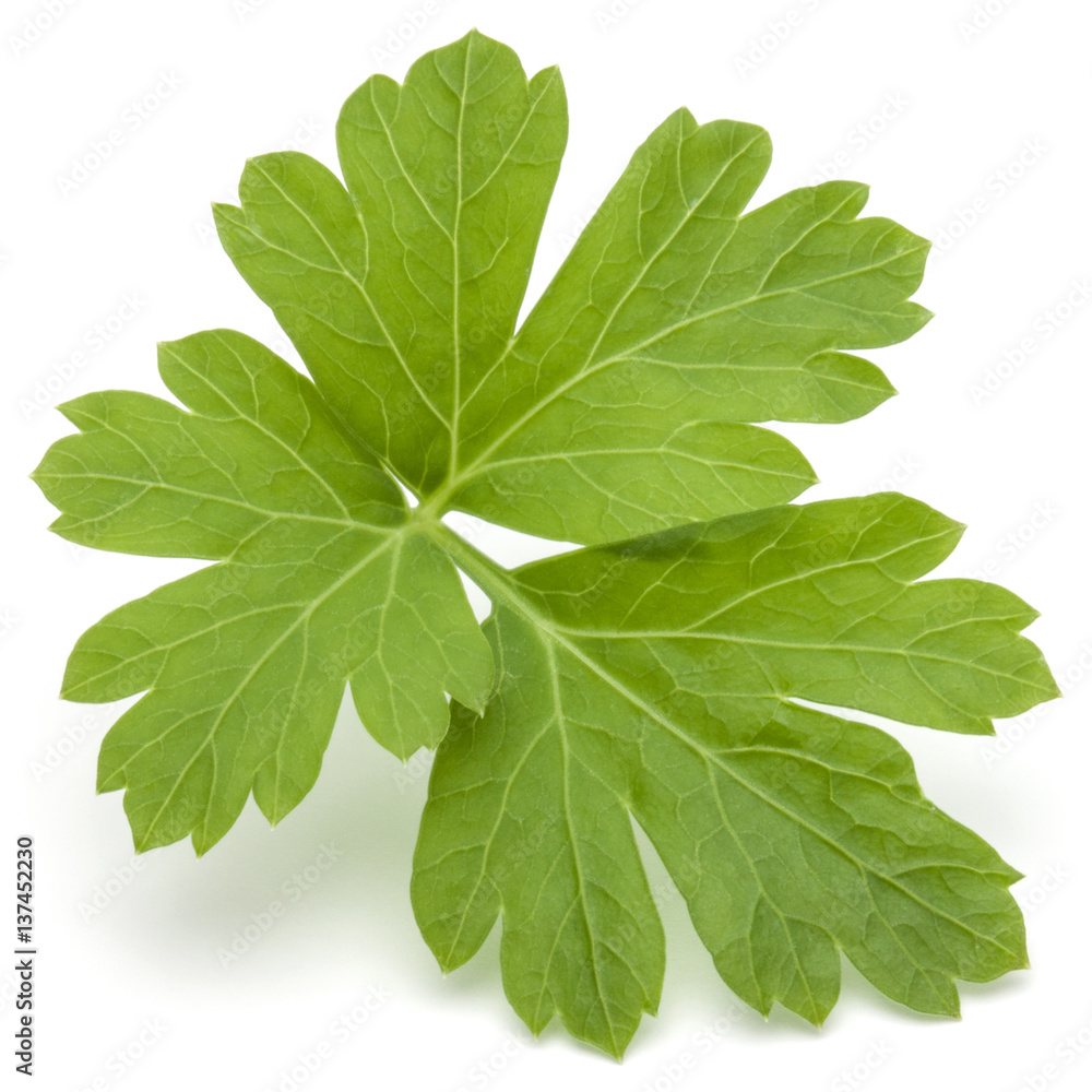 Fototapeta premium Fresh parsley herb leaves isolated on white background