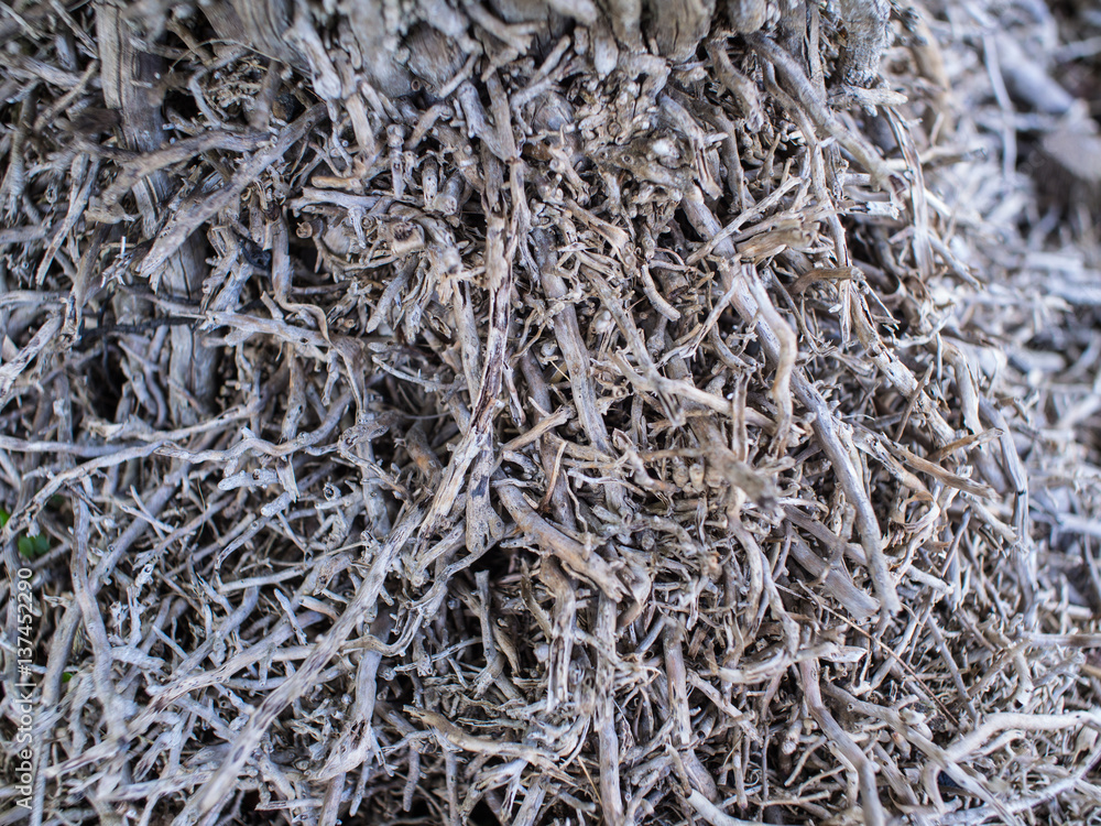 Root of Dwarf Date Palm High Root of Dwarf Date Palm High