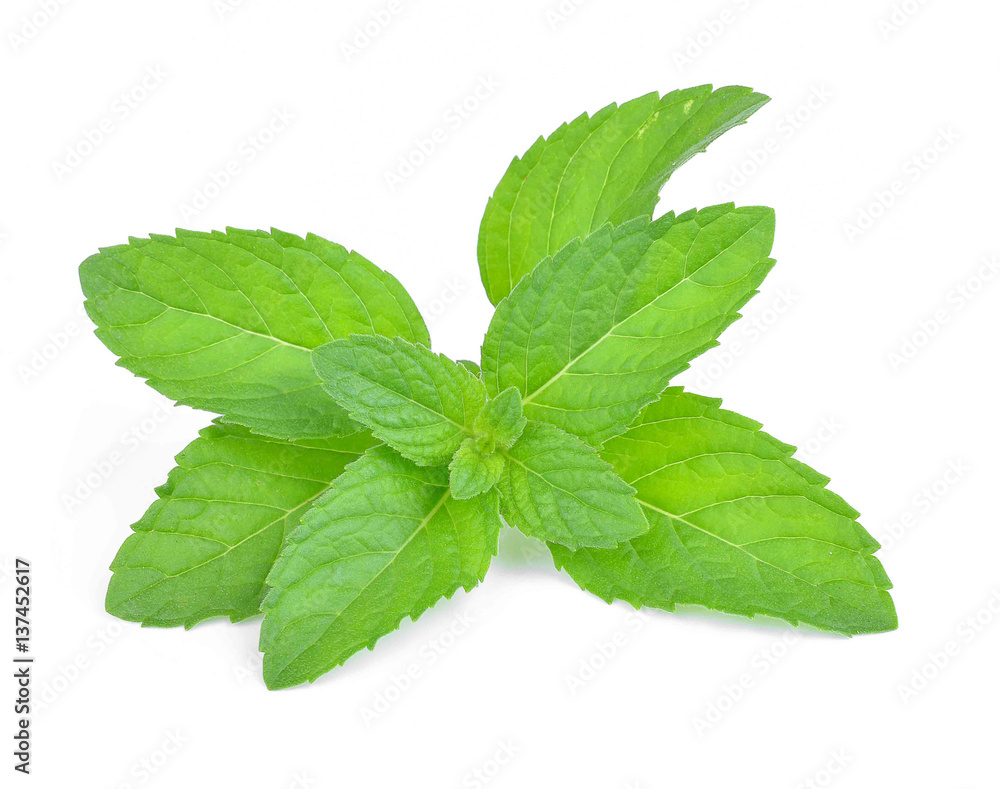 mint leaves isolated on white background mint leaves isolated on white background