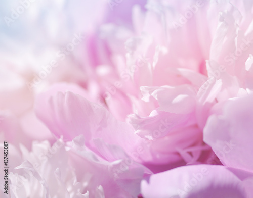 Pink peony flowers. Bouquet of pink peonies close up. Gentle pink background © isavira