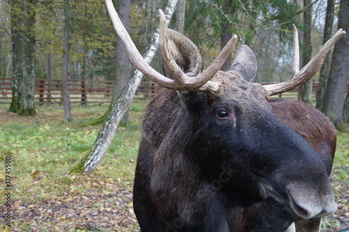 Elk in Bialowieza National Park, Poland