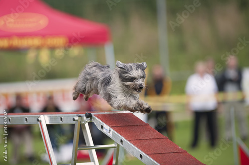 Small dog running down bridge in agility competition