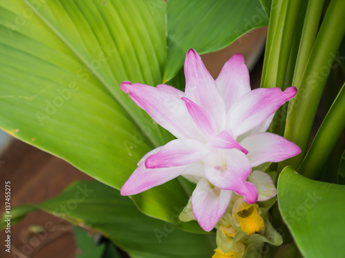 turmeric  flower photo