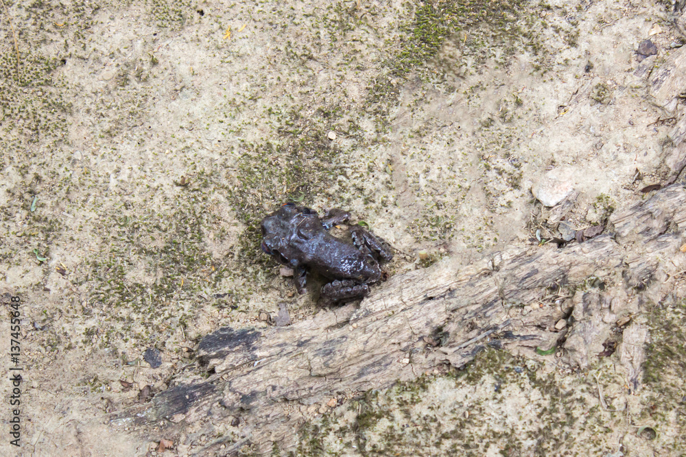 black forest frog on floor