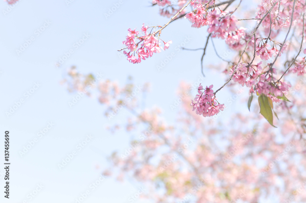 wild himalayan cherry or prunus cerasoides, sakura wild himalayan cherry or prunus cerasoides, sakura