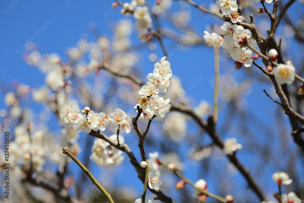 梅の花 梅の花