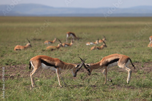 Fototapeta Naklejka Na Ścianę i Meble -  fighting antelope Thompson